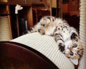 Babykatzen auf einem Kitten-Kratzbaum