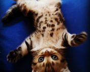 Kätzchen liegt am Rücken auf blauem Überzug