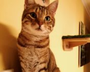 Der Wunschname Casanova, die Katzenliebe unseres Lebens