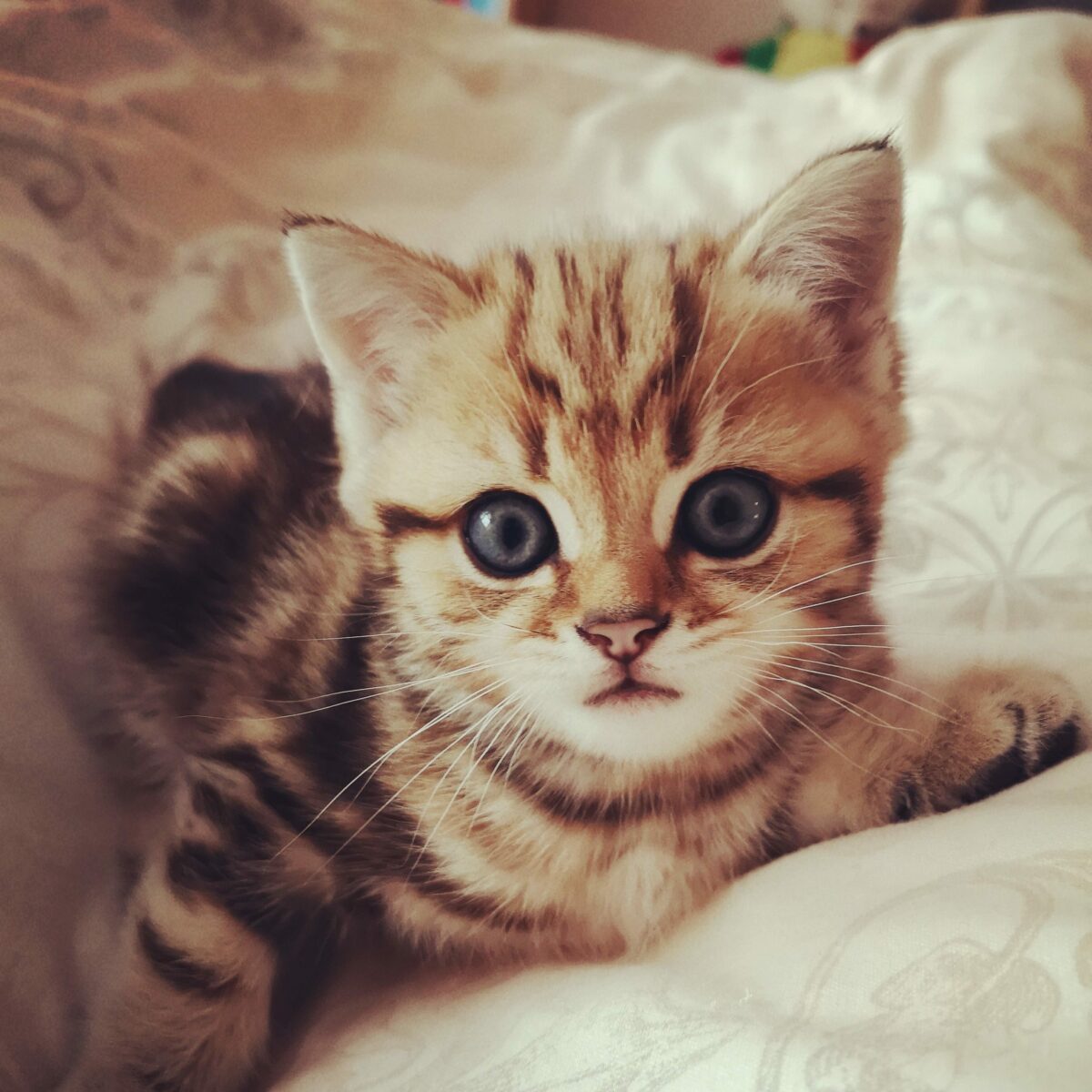 Baby Kätzchen übt sich Model sein Baby Kätzchen Model