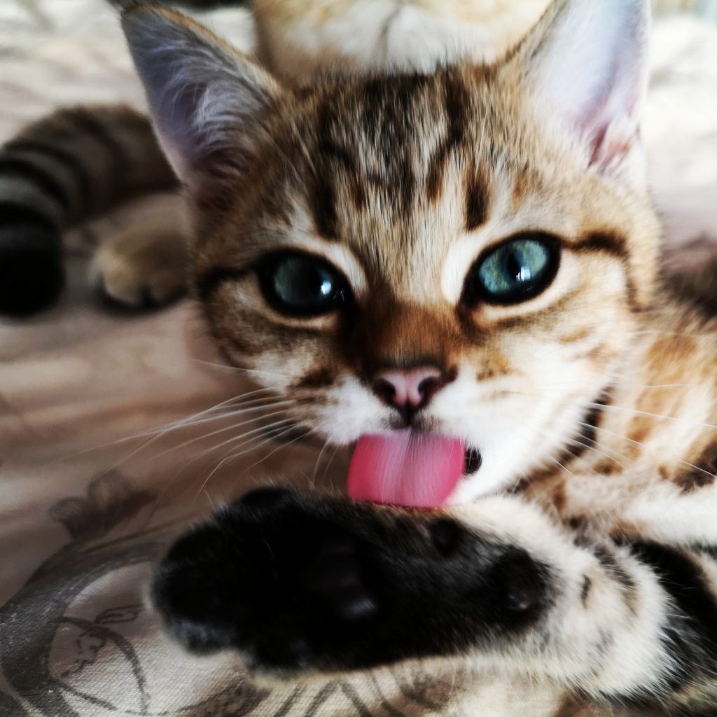 Freches Kitten Zunge