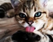 Freches Kitten Zunge