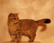 Duchesse auf dem Catwalk