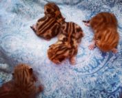 Vier junge Baby-Kätzchen auf einer blauen Decke