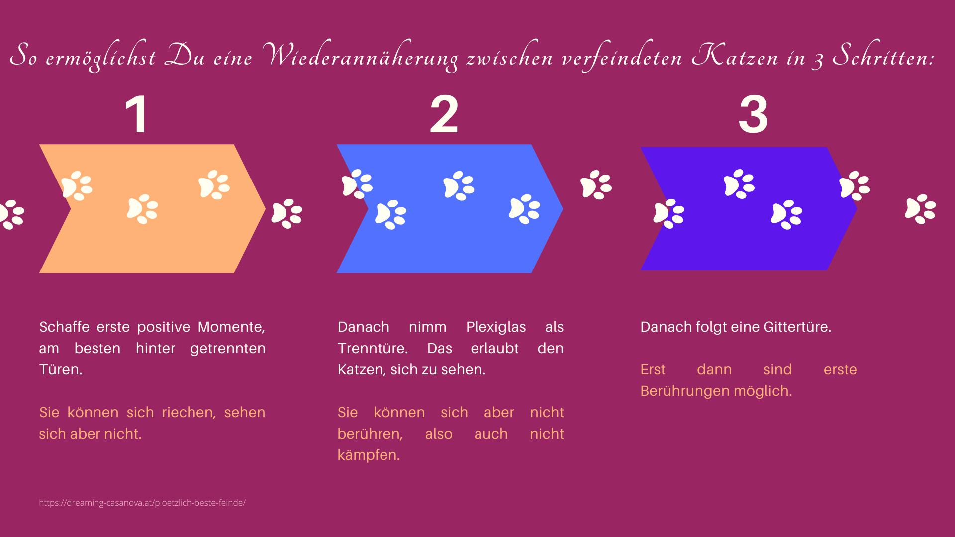 Plötzlich beste Feinde: Info Grafik Wiederannährung zwischen verfeindeten Katzen in 3 Schritten