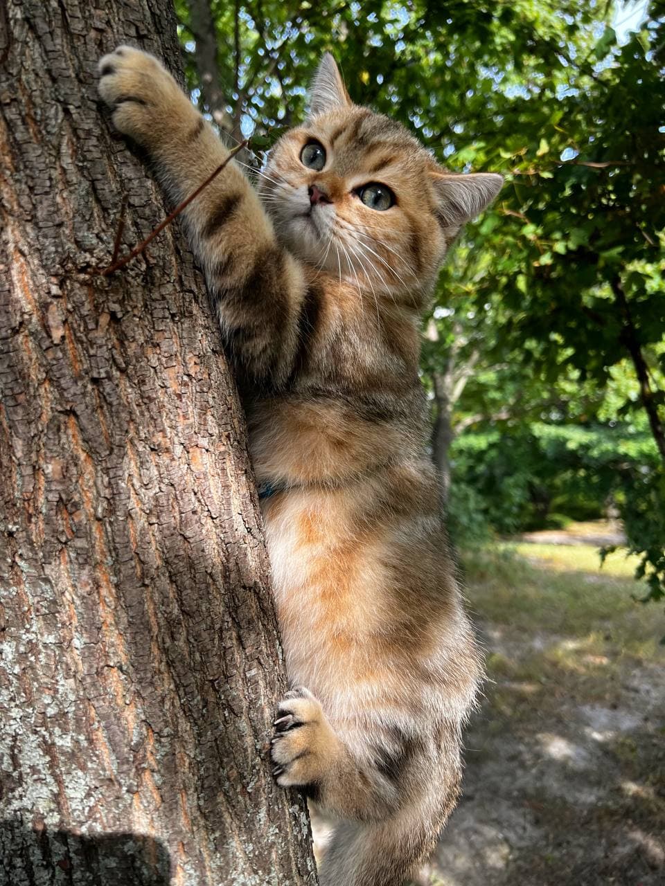 BKH Golden Tabby Kater klettert auf Baum – Dreaming Casanova Wien