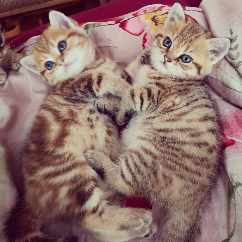 Zwei Kitten beim Kuscheln