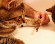 Kater Casanova mit einem Matatabi Kaustick