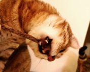 Kater beißt in Matatabi-Kaustick