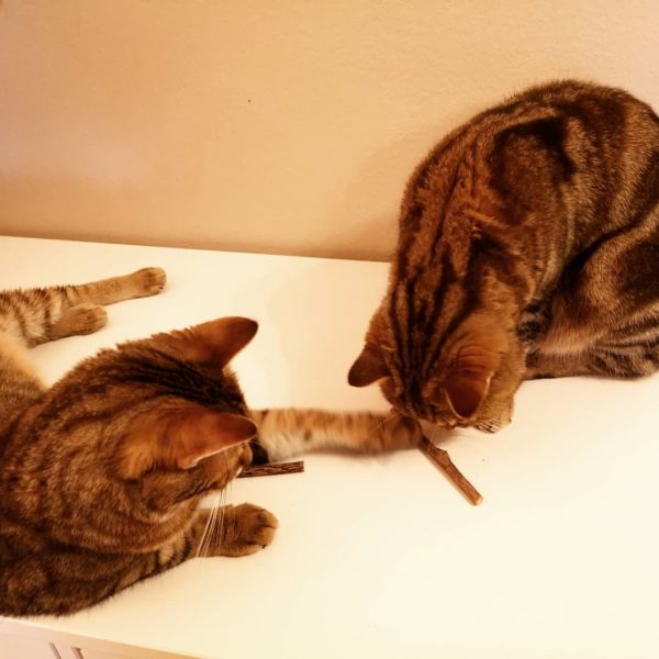 Zähneputzen für die Katze: Casanova und Toulouse lernen spielerisch mit Matatabi-Kausticks das Zahnpflege super ist Katzen mit Matatabi-Kausticks