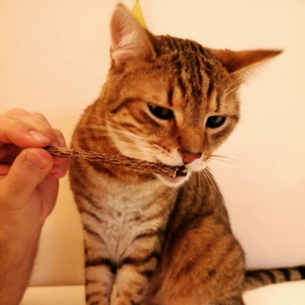 Zähneputzen für die Katze: Casanova beißt beherzt in den Matatabi-Kaustick. Durch das Abknabbern entsteht ein toller Abriebeffekt, welcher Plaque von den Zähnen entfernt Kater knabbert an Matatabi-Kaustick
