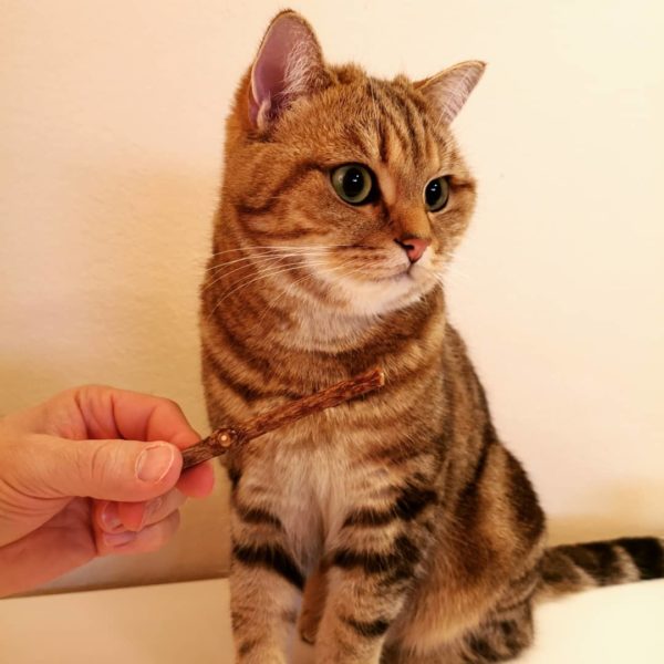 Zähneputzen für die Katze: Toulouse mit einem Matatabi-Kaustick. Hast Du gedacht das Zahnpflege so einfach sein kann? Kater mit einem Matatabi-Kaustick