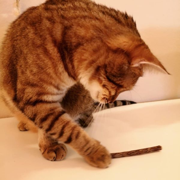 Zähneputzen für die Katze: Casanova spielt mit einem Matatabi-Kaustick und merkt nicht einmal, dass das zur Zahnpflege gehört Kater mit einem Matatabi-Kaustick