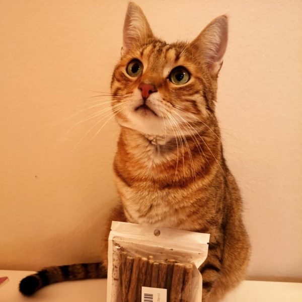 Zähneputzen für die Katze: Casanova mit einer Packung Matatabi-Kausticks Kater mit einer Packung Matatabi-Kausticks