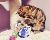 Katze mit Erste-Hilfe-Kit für Haustiere