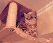 Eine Katze auf dem Catwalk