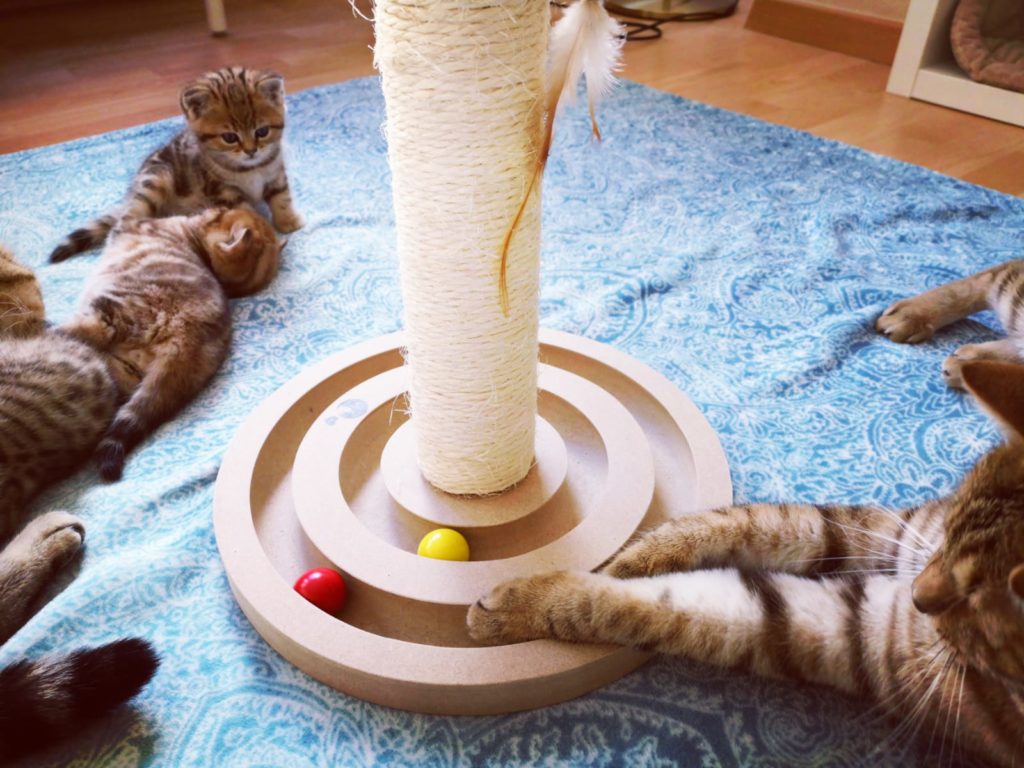 Spielplatz: Kitten mit Spielzeug