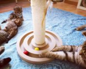 Spielplatz: Kitten mit Spielzeug
