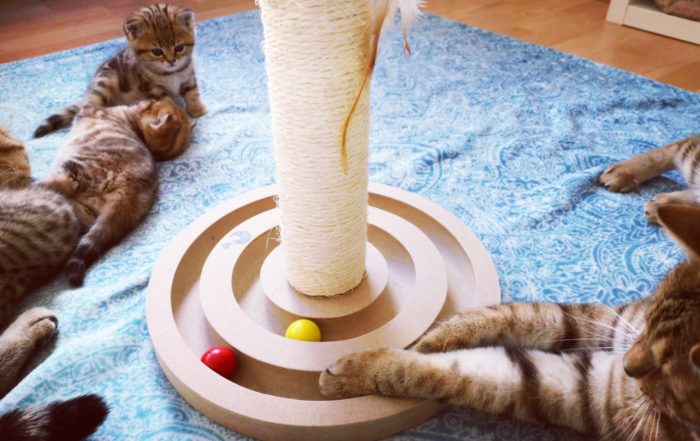 Spielplatz: Kitten mit Spielzeug