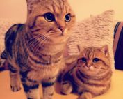 Zwei Kater auf einem gelben Sofa