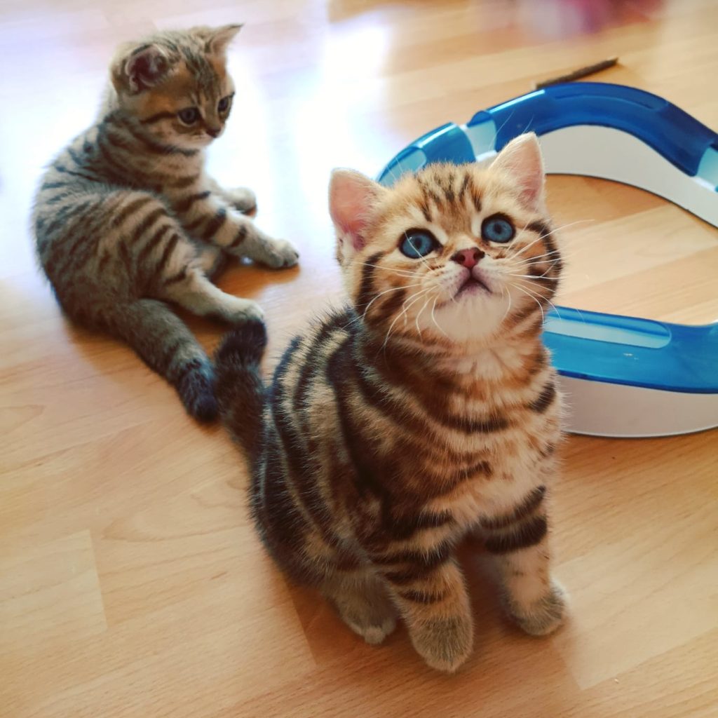 Golden Classic Tabby Kitten und Golden Spotted Tabby Kitten mit Spielschiene