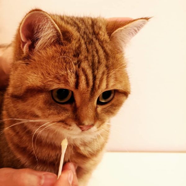 Walt übt das Zähneputzen mit einem Wattestäbchen Katze beim Zähneputzen