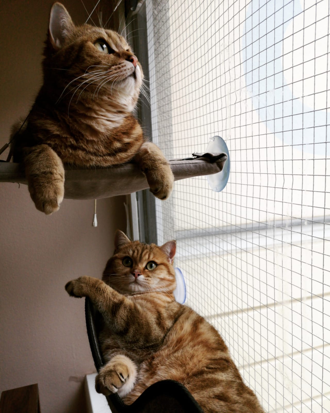 Katzen auf Fensterliegen