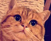 Deckkater Walter White of Dreaming Casanova