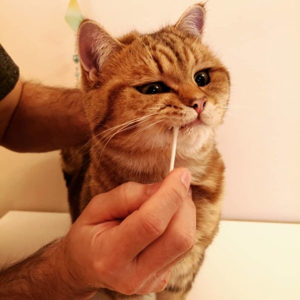 Walter Whites Augen fangen langsam an zu Funkeln, da die Butter richtig gut schmeckt Katze beim Zähneputzen