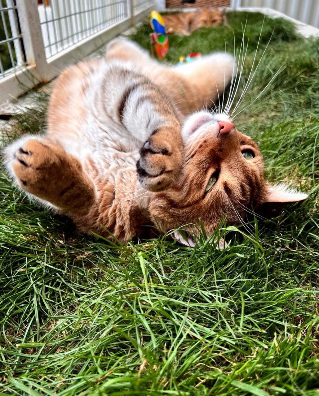 Casanova wälzt sich glücklich im Gras