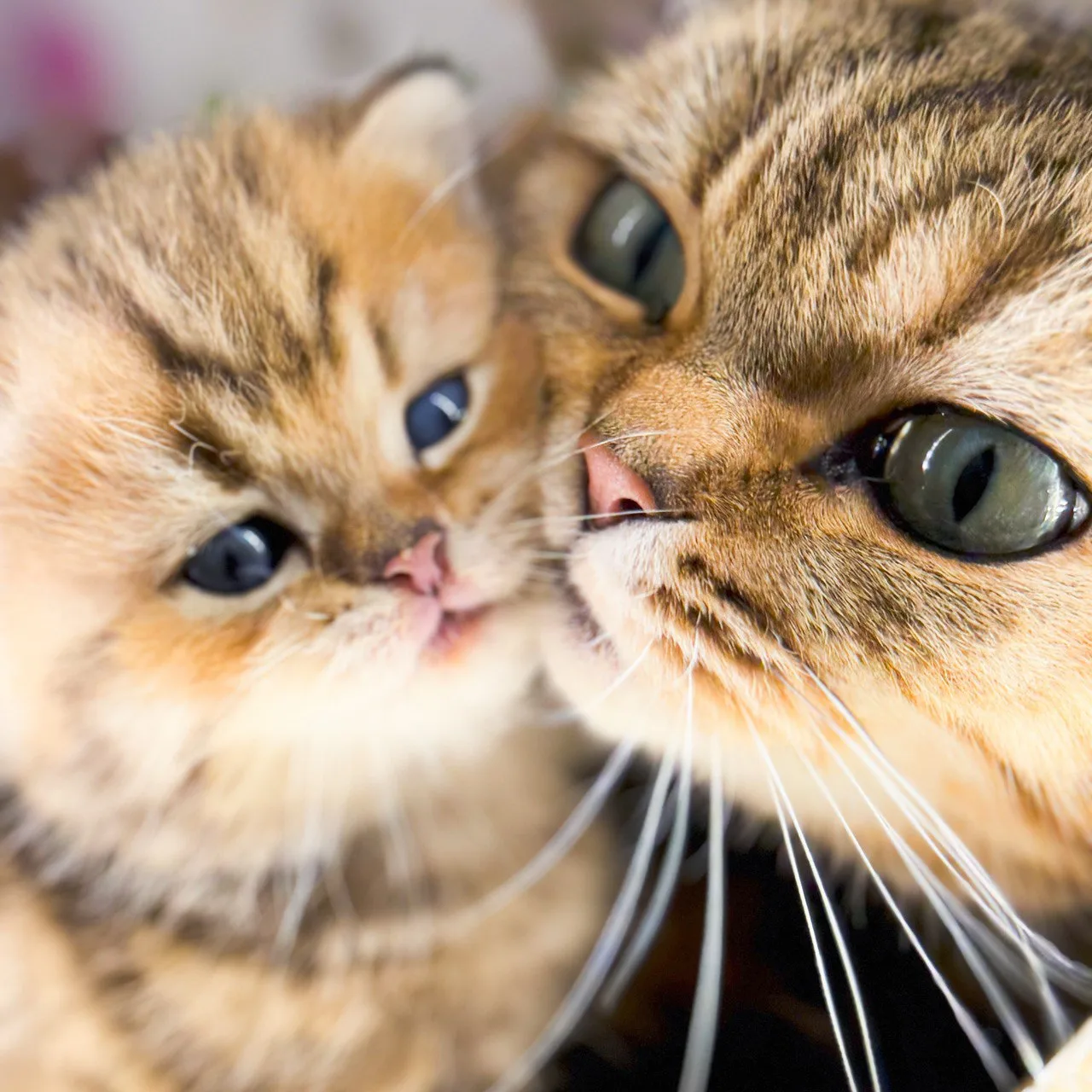 Katzenmama Cinderella kuschelt Wange an Wange mit ihrem Kitten
