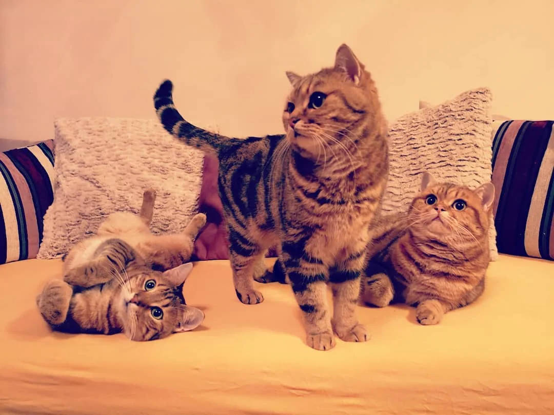 Casanova, Toulouse und Walter White, drei goldene Tabbys auf dem Sofa
