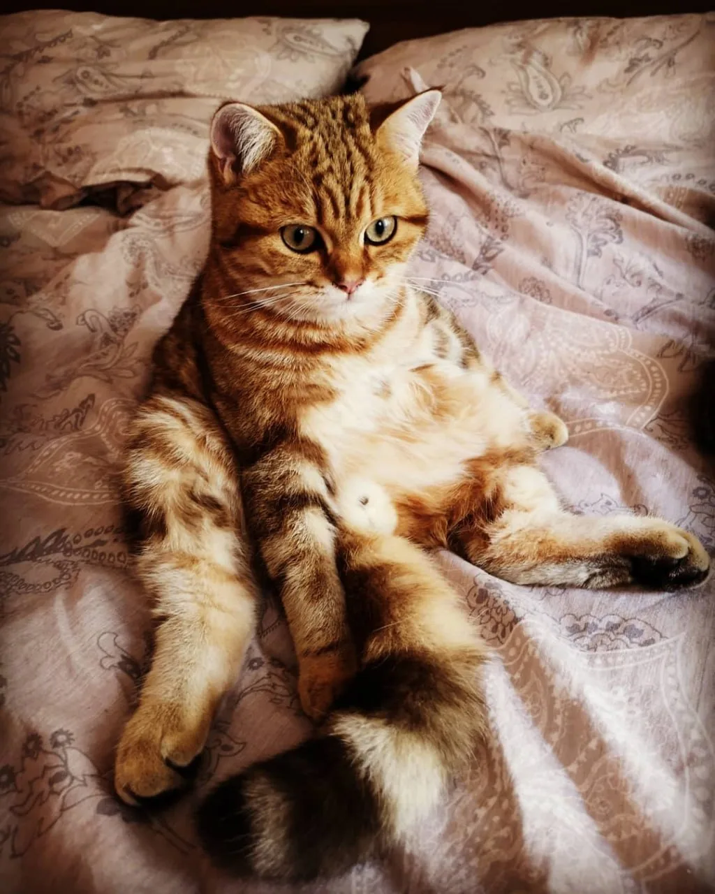 Ein goldener Kater sitzt wie ein Mensch auf dem Bett und schaut skeptisch