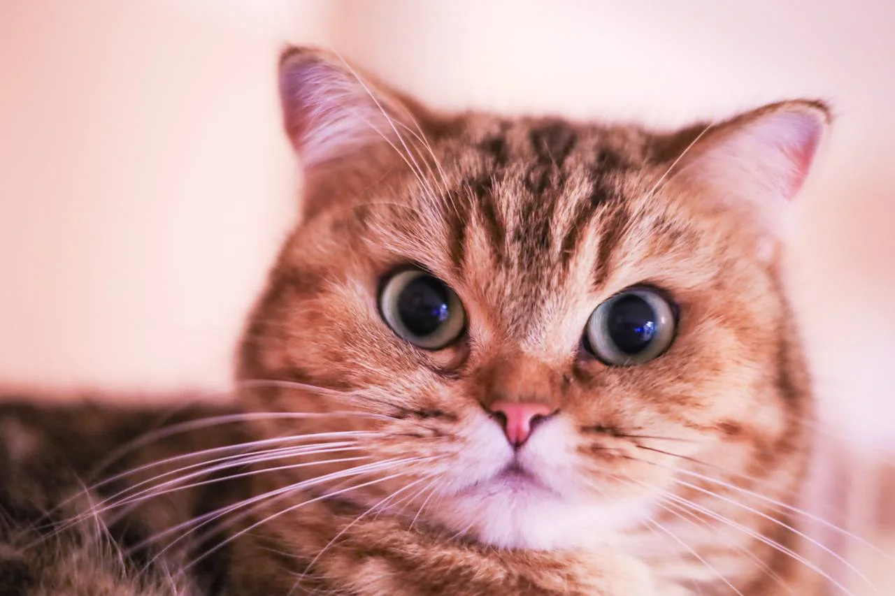 Nahaufnahme einer goldenen Tabby-Katze mit großen Augen