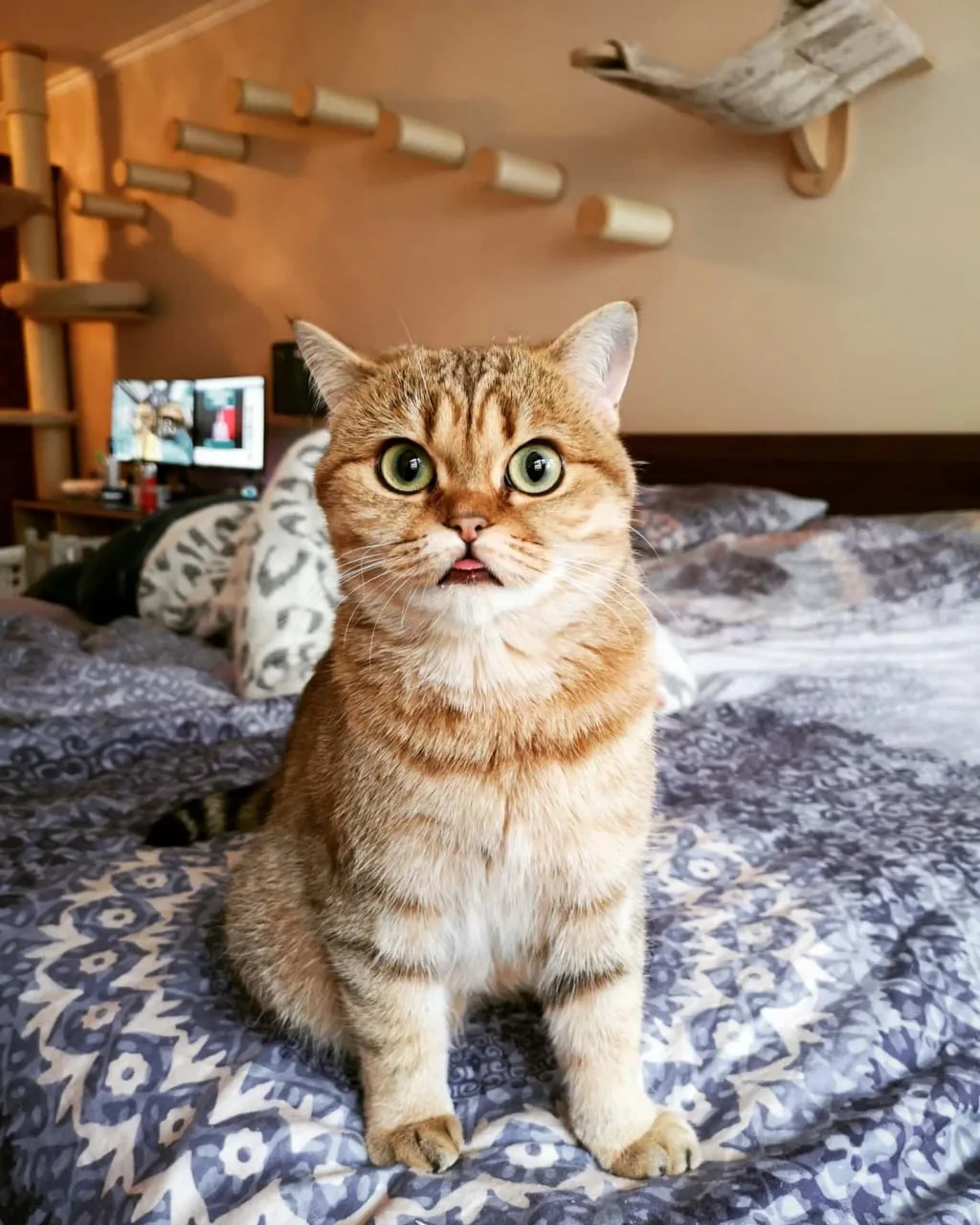 Eine goldene Katze sitzt auf dem Bett und staunt mit offenem Mäulchen