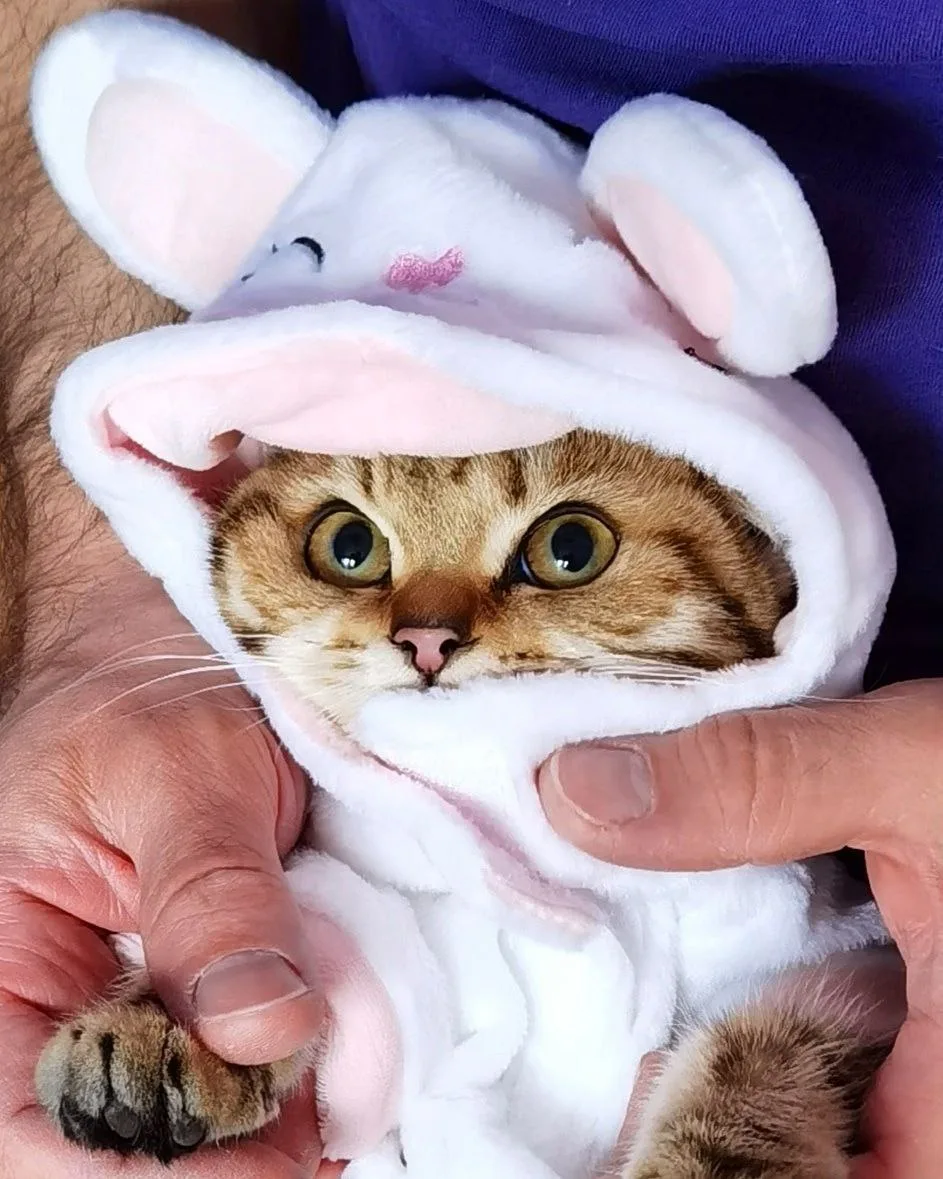 Ein Kitten im Hasenkostüm wird liebevoll in Händen gehalten