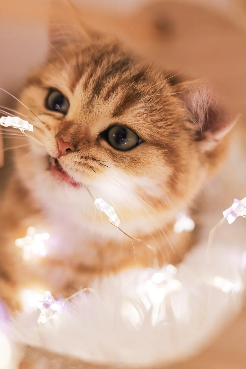 Ein goldenes Kitten mit großen Augen zwischen kleinen Lichtern
