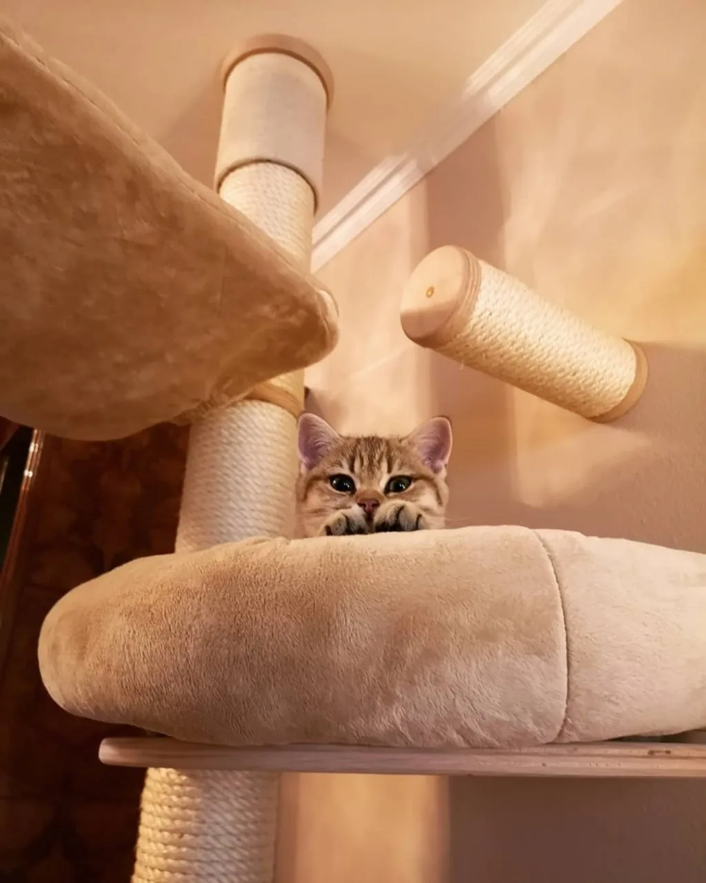 Ein Kitten lugt aus der Mulde eines Kratzbaums