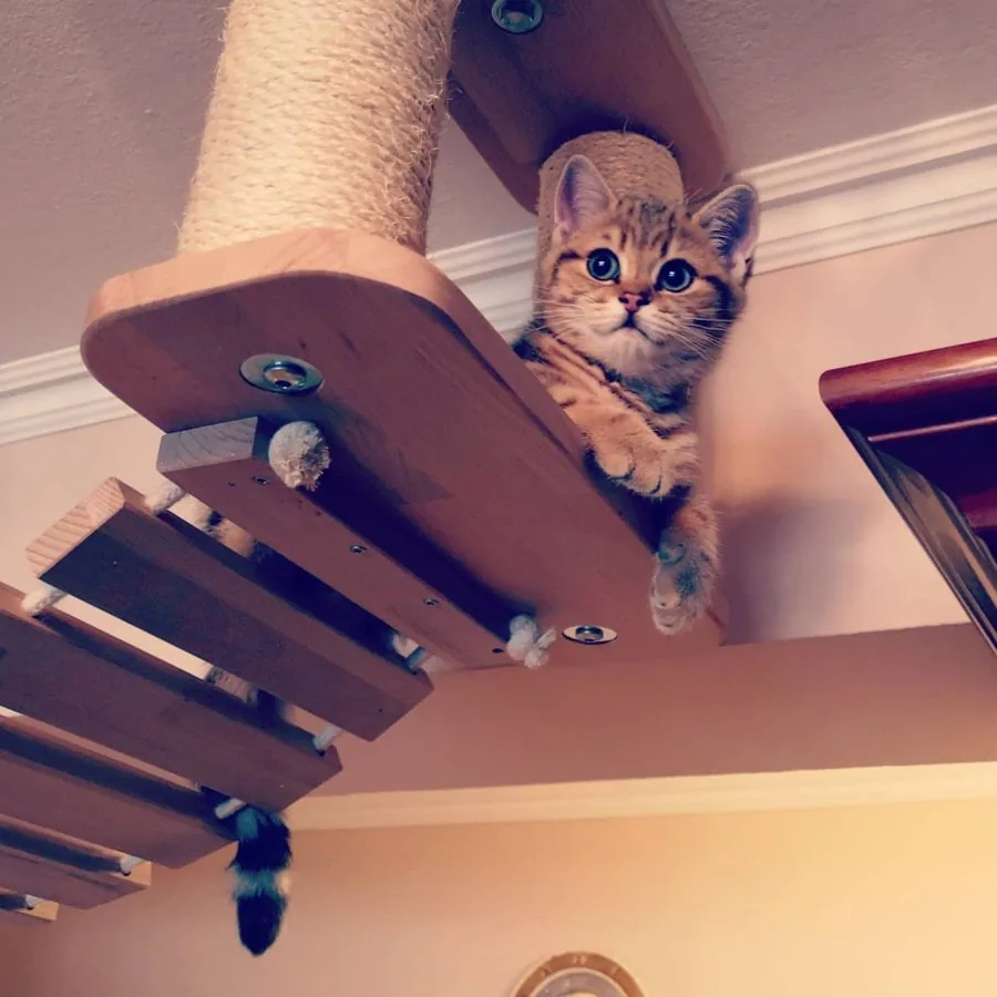 Kitten auf der Catwalk-Brücke