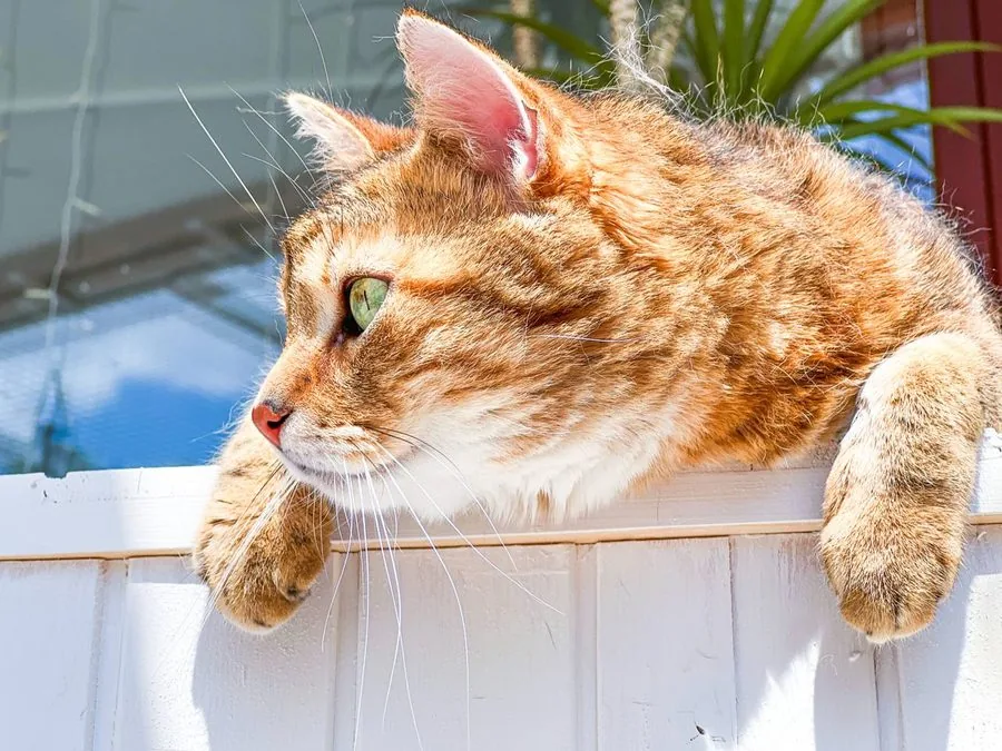 Kater Casanova lugt mit den Pfoten über den Rand einer weißen Truhe