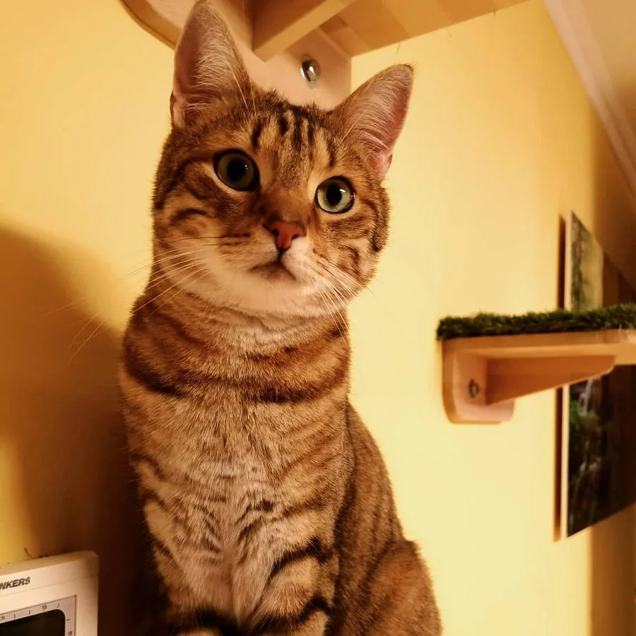 Kater Casanova sitzt vor einer warmen gelben Wand und schaut in die Kamera