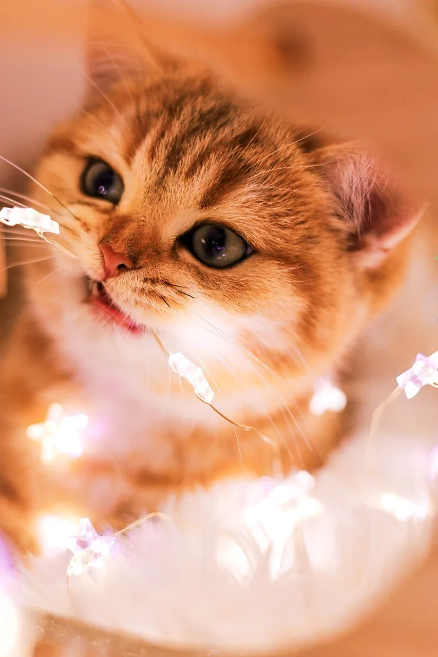Golden-Tabby-Kitten knabbert an einer Sternenlichterkette
