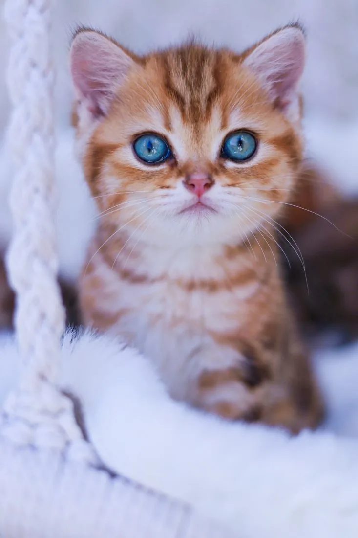 Golden-Tabby-Kitten mit blauen Augen