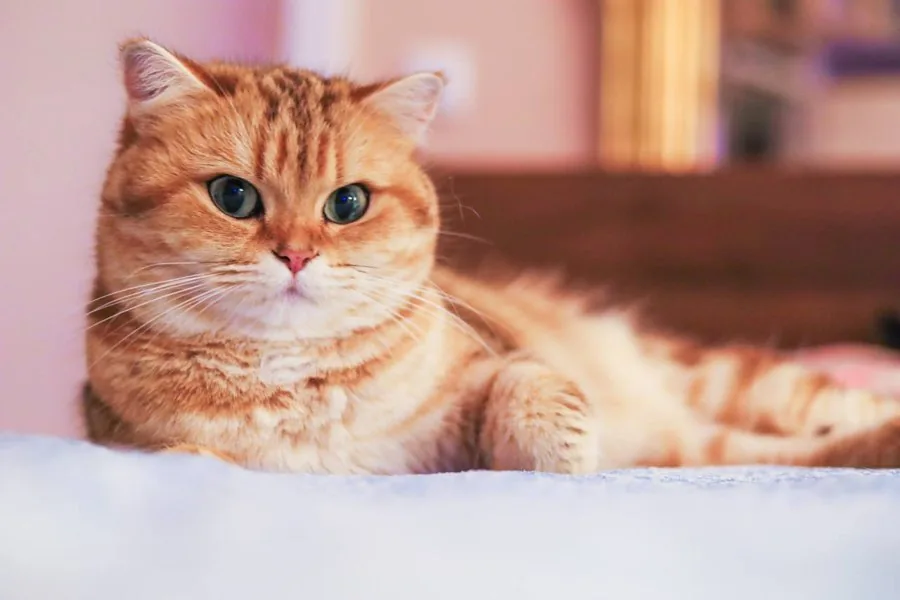 Erwachsene Golden-Tabby-Katze