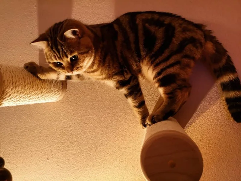 Junge Katze klettert auf Wandstufen