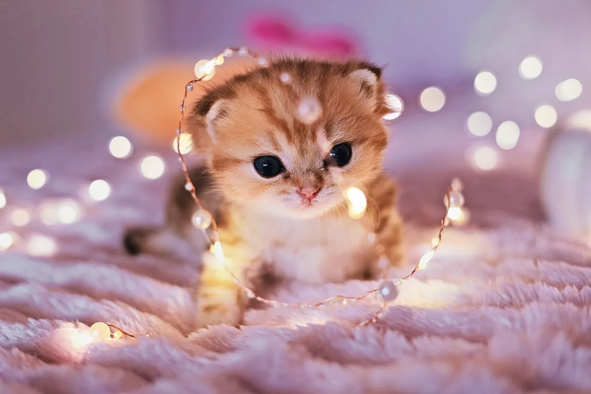 Golden-Tabby-Kitten zwischen kleinen Lichtern