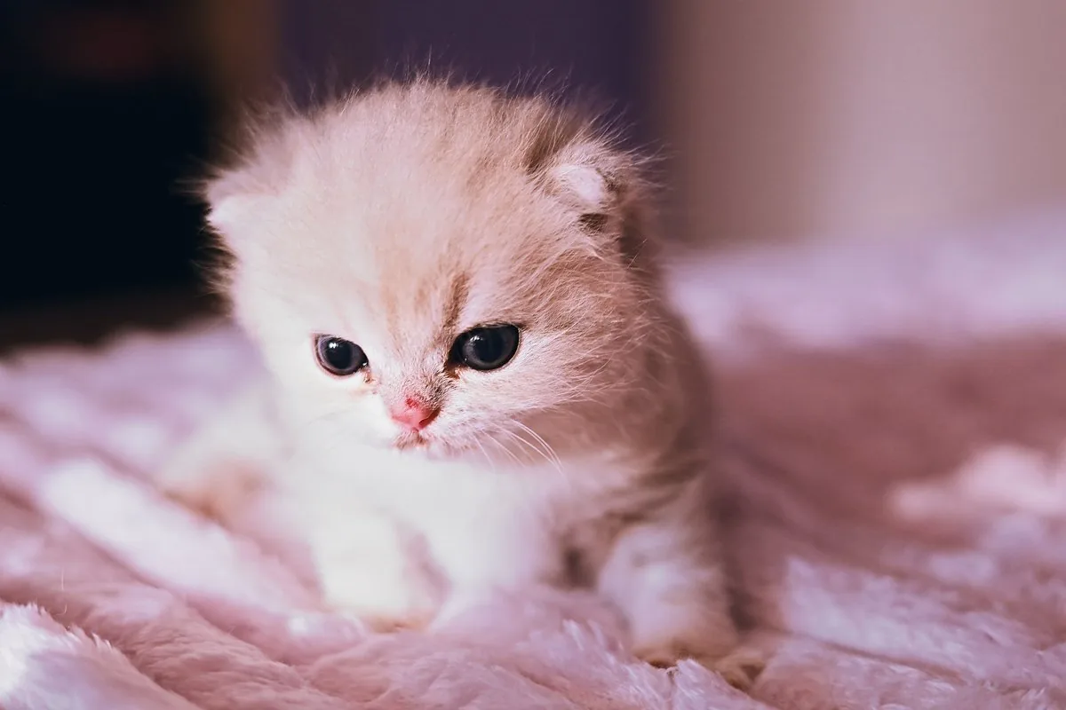Helles Kitten schaut neugierig in die Kamera
