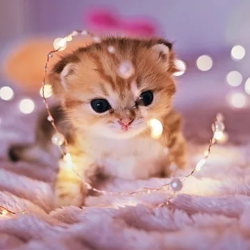 Golden-Tabby-Kitten im Hängekorb