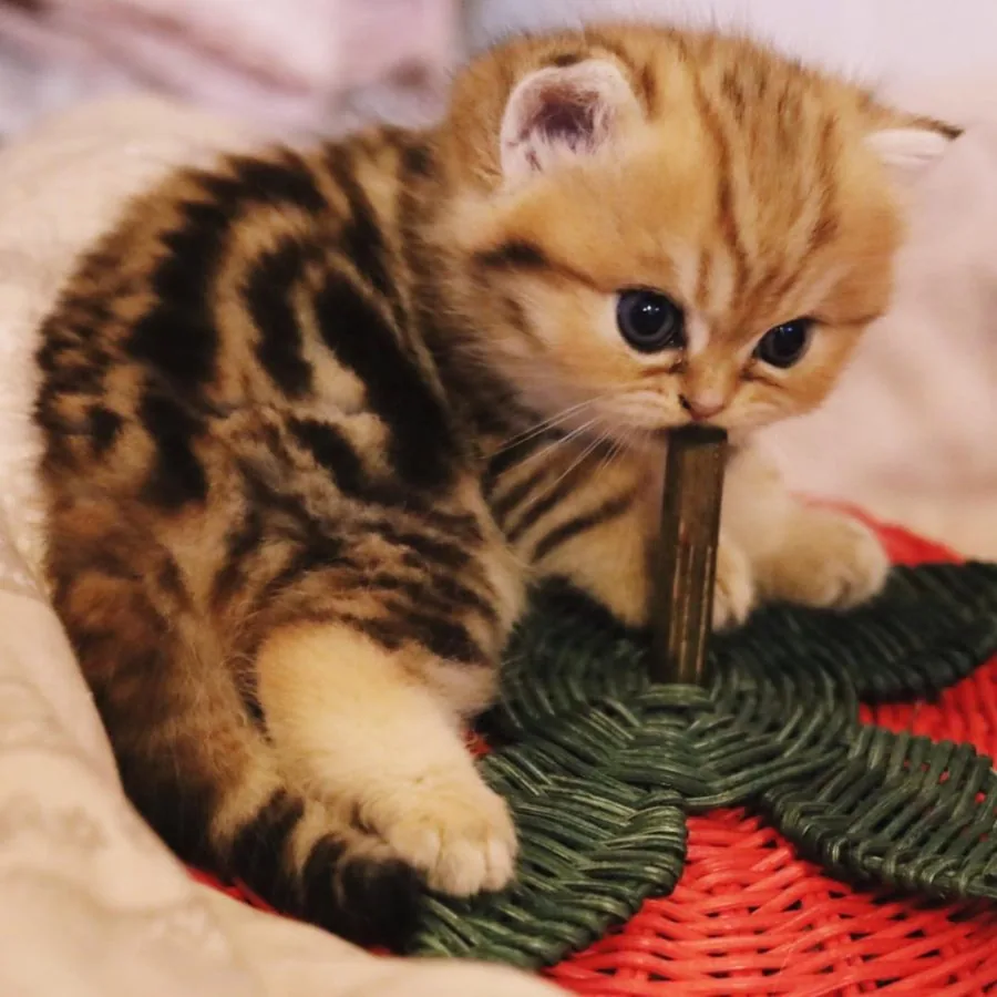 Kitten knabbert an einem Erdbeerkorb