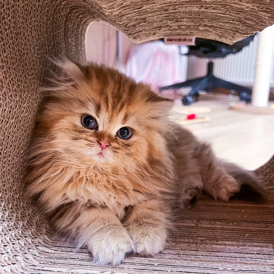 Flauschiges Kitten schaut aus einer Katzenhöhle